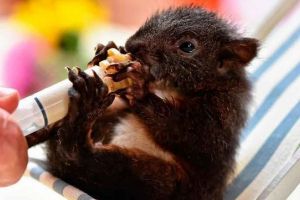 Zašto je potrebno zaštititi i zaštititi životinje zemlje? Zašto je potrebno zaštititi i zaštititi životinje zemlje?